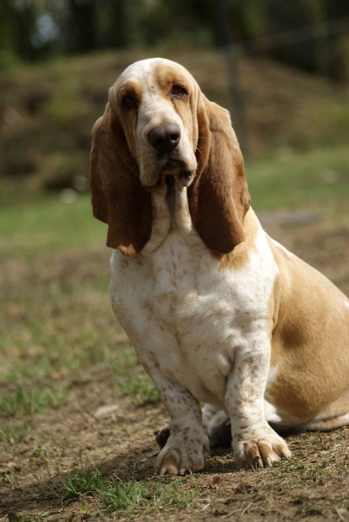 Votre altesse z'oreilles des Cotes de la Saunade