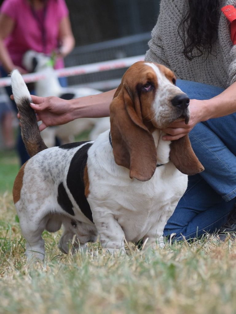 Vagabond Des Contrées Alpines
