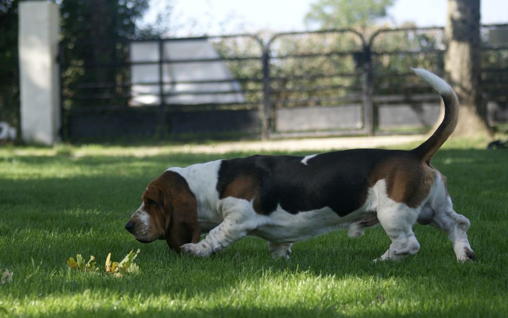 Vagabond Des Contrées Alpines