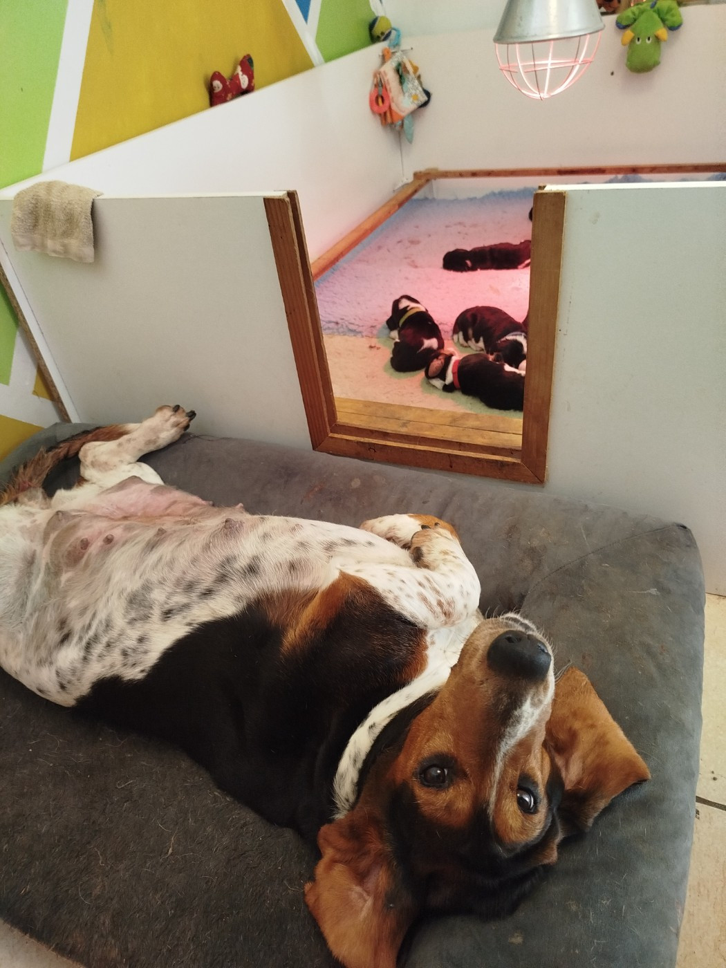 Basset Hound - Des Contrées Alpines