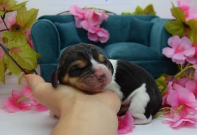 Les chiots de Basset Hound