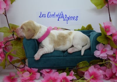 Les chiots de Basset Hound