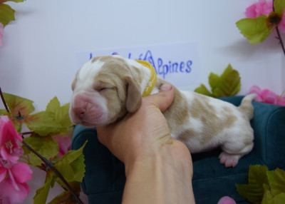 Les chiots de Basset Hound
