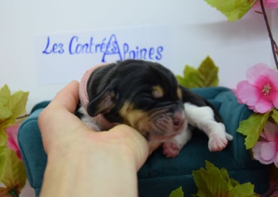 Les chiots de Basset Hound