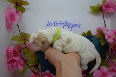 Les chiots de Basset Hound