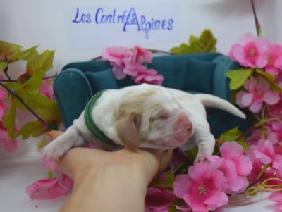 Les chiots de Basset Hound