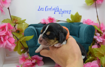 Les chiots de Basset Hound