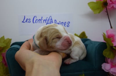 Les chiots de Basset Hound