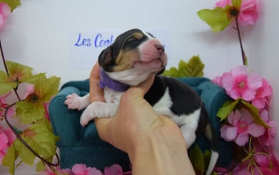 Les chiots de Basset Hound