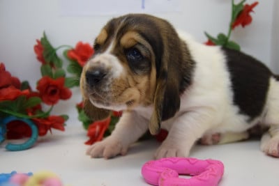 Les chiots de Basset Hound