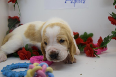 Les chiots de Basset Hound