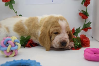 Les chiots de Basset Hound