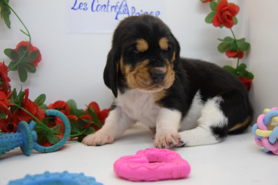 Les chiots de Basset Hound