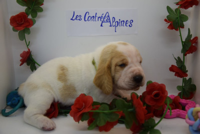 Les chiots de Basset Hound