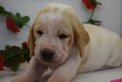 Les chiots de Basset Hound