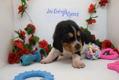 Les chiots de Basset Hound