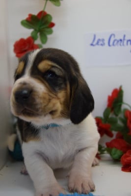 Les chiots de Basset Hound