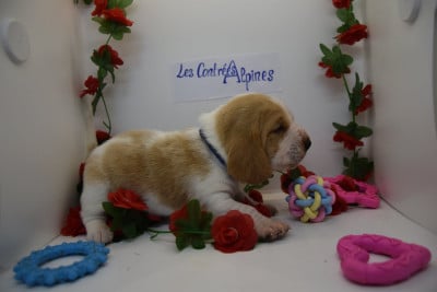 Les chiots de Basset Hound