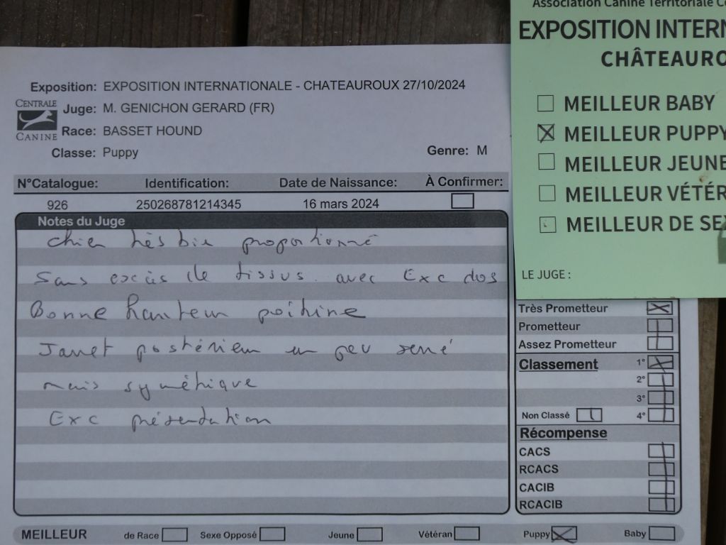 Vagabond Des Contrées Alpines - 1° Très prometteur, Meilleur puppy