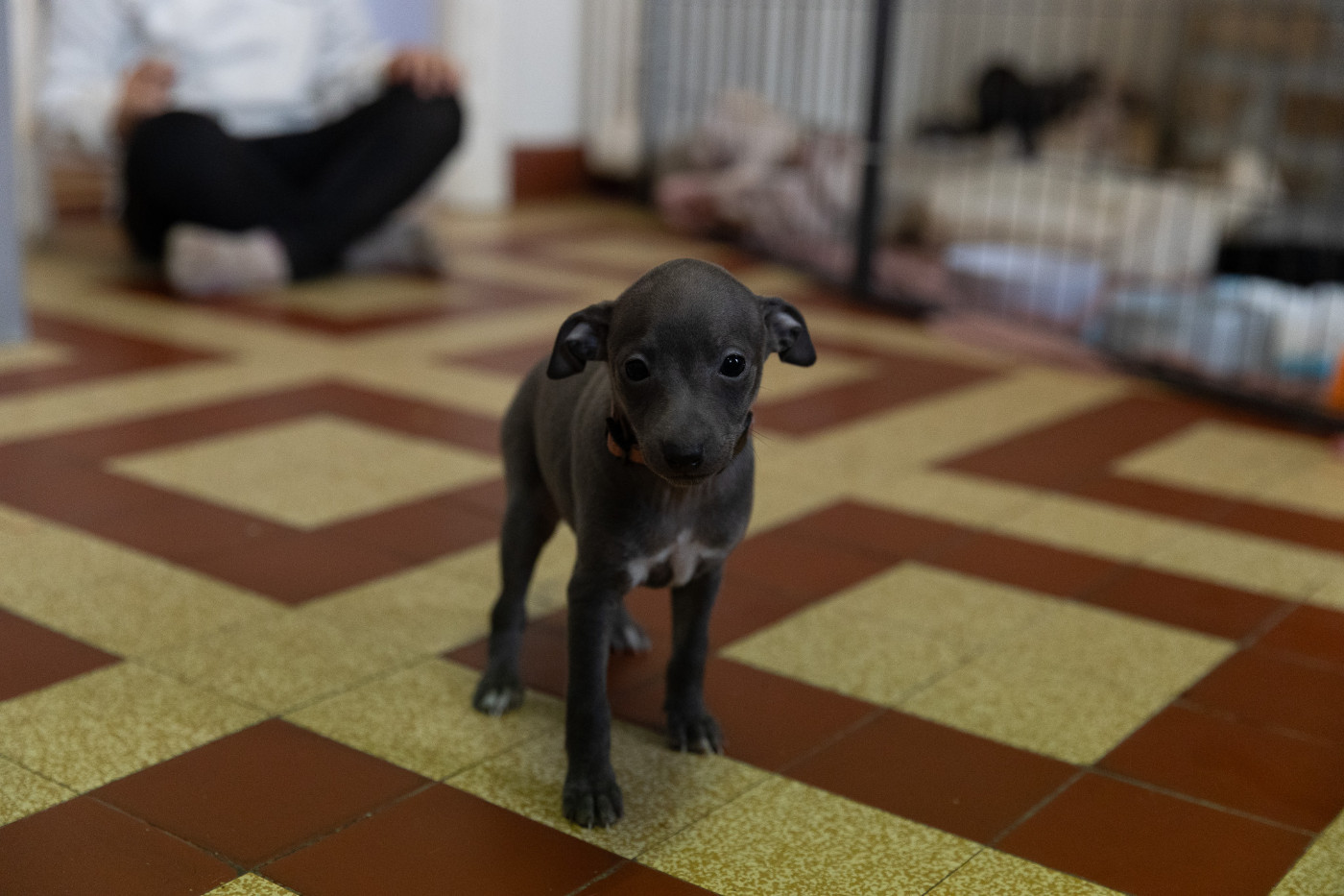 Petit Levrier Italien - Du Domaine Des Trois L