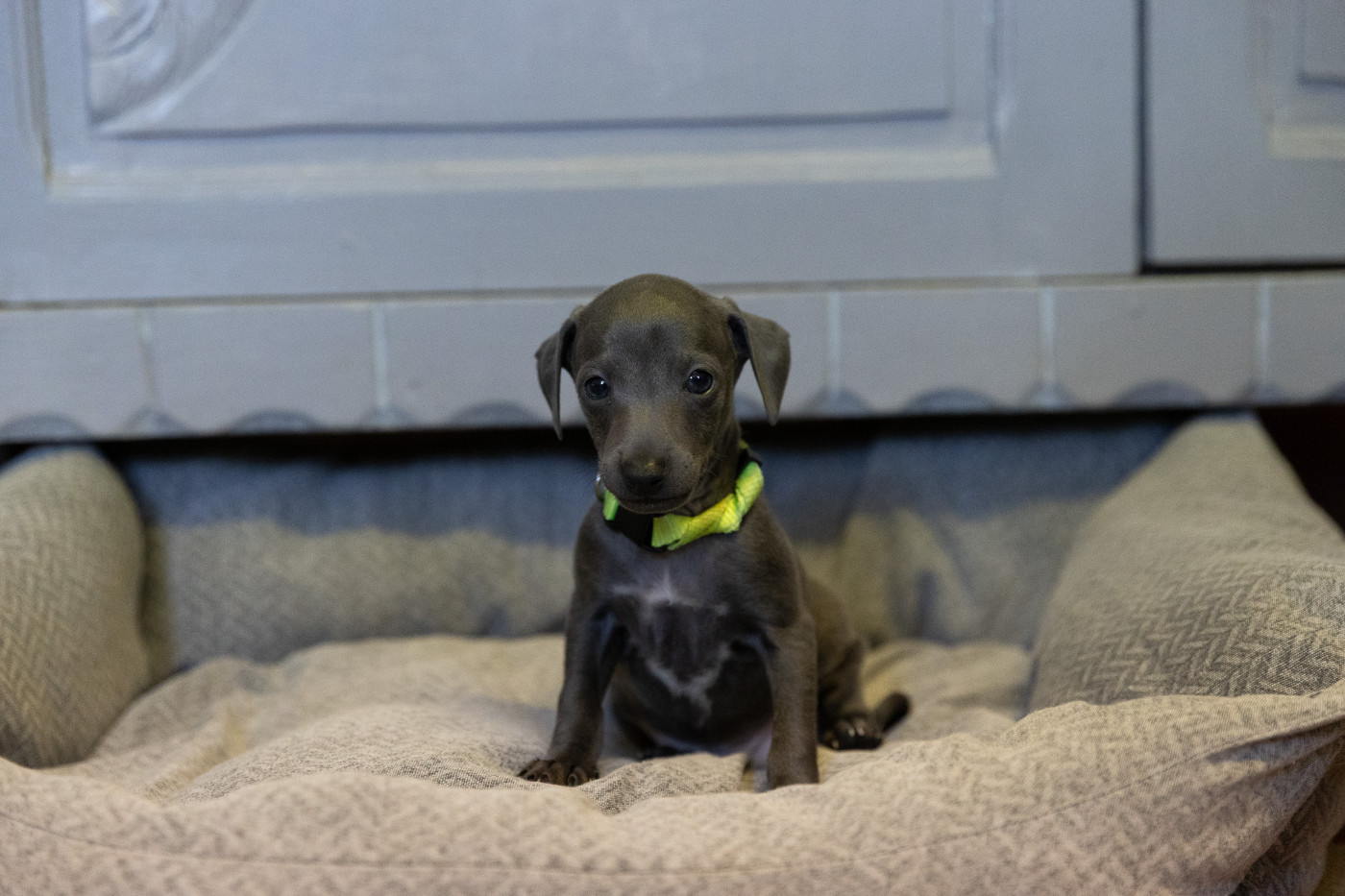 Petit Levrier Italien - Du Domaine Des Trois L