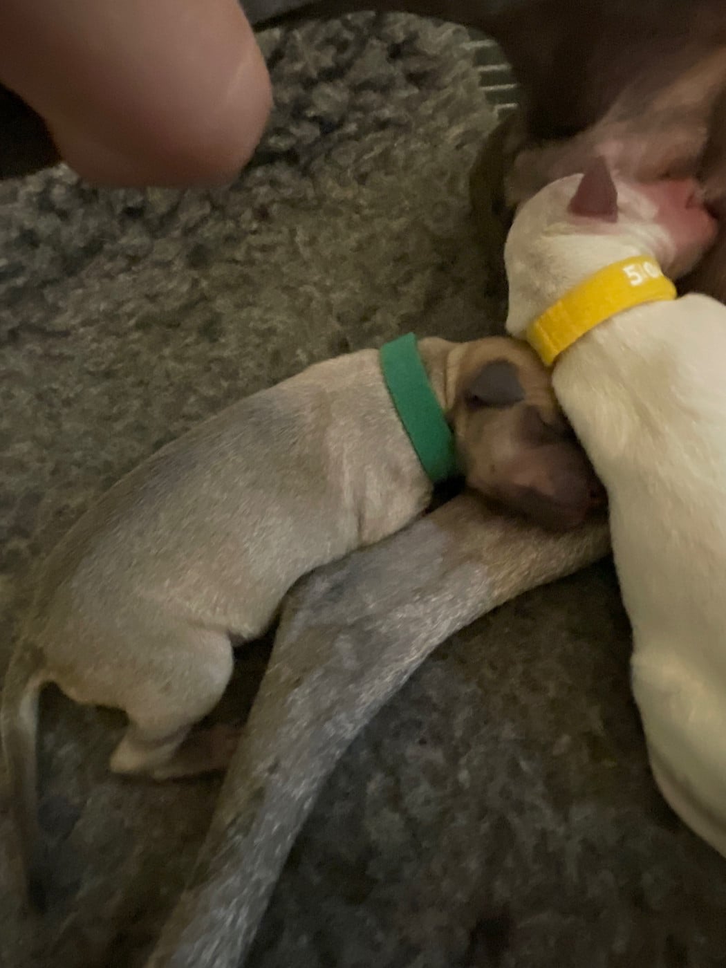 CHIOT 4 - Petit Levrier Italien