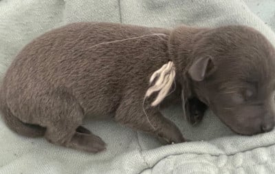 Les chiots de Petit Levrier Italien