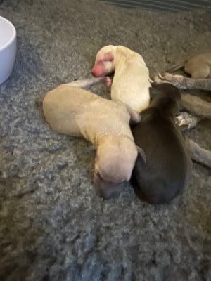 CHIOT 5 - Petit Levrier Italien