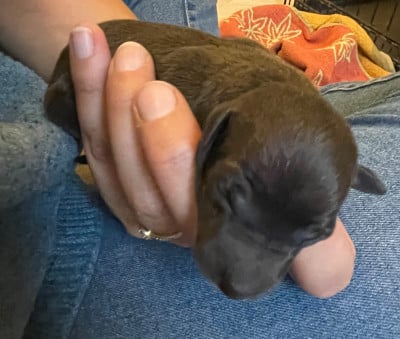 CHIOT 1 - Petit Levrier Italien