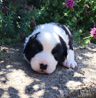 Les chiots de Welsh Corgi Cardigan