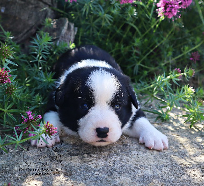 Les chiots de Welsh Corgi Cardigan