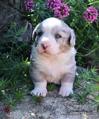 Les chiots de Welsh Corgi Cardigan