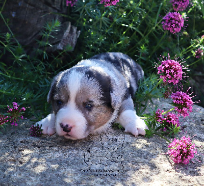 Les chiots de Welsh Corgi Cardigan