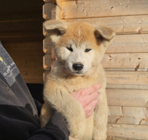 CHIOT 2 - Akita