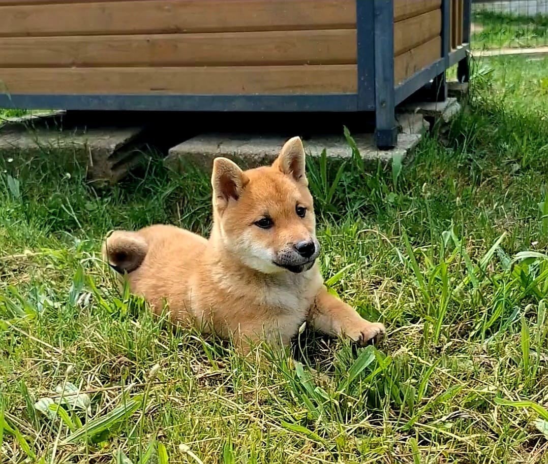 Shiba - Akai Inu