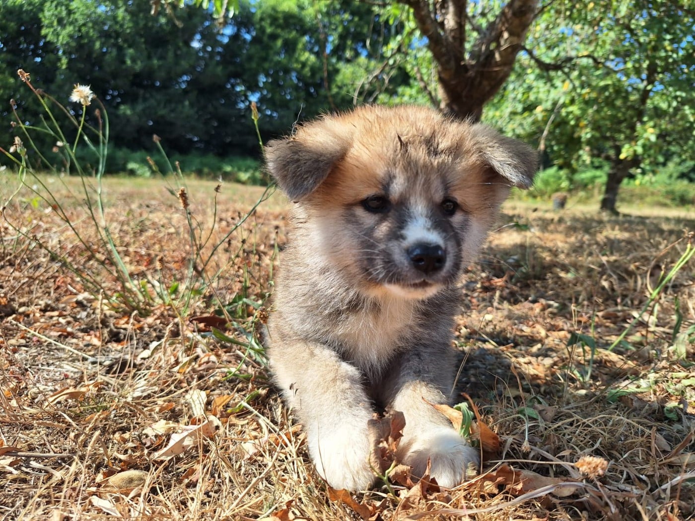 Chiot N°4 - Akita