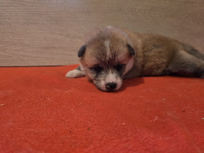 Les chiots de Akita