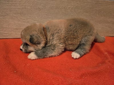 Les chiots de Akita