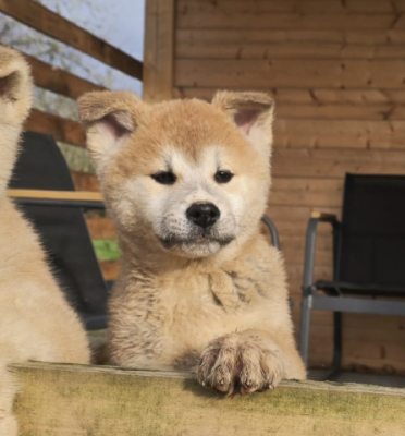 Les chiots de Akita