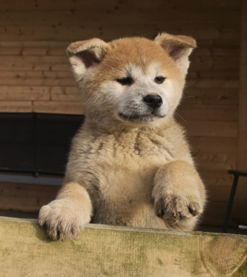 Les chiots de Akita