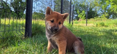 Les chiots de Shiba