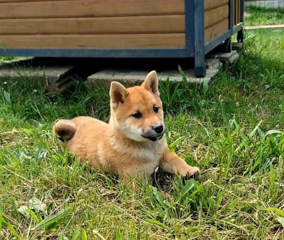 Les chiots de Shiba