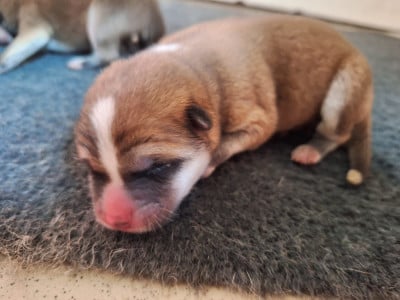 Les chiots de Akita