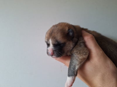 Les chiots de Akita