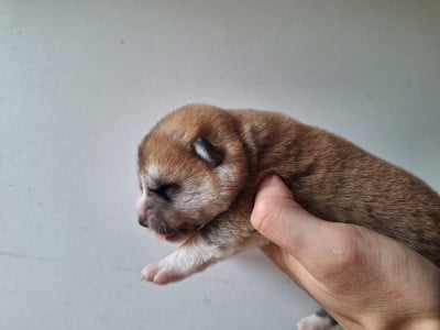 Les chiots de Akita