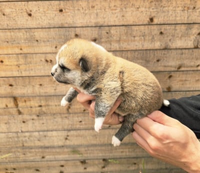 Les chiots de Akita