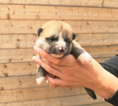 Les chiots de Akita