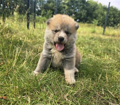 Les chiots de Akita