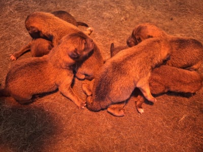 Les chiots de Shiba