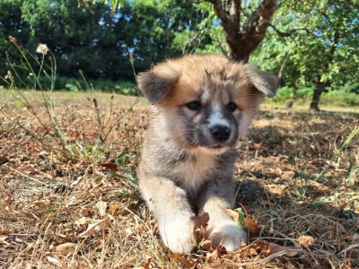 Les chiots de Akita